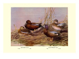 Cinnamon and Blue-Winged Teals