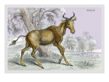 Bubalis