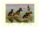 White-Eyed Ducks