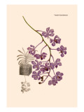 Orchid: Vanda Coerulescens