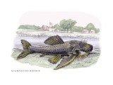 Acanticus Histrix
