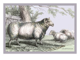 Leicester Ram