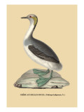 Grebe aux Belles Joues