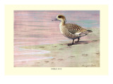 Marbled Duck