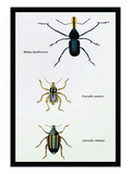 Beetles: Rhina Barbirostris  Curculio Cuvieru and C Vittatus