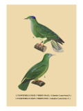 Tourterelle Bleu-Verdin