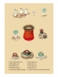 Actinia Novae Hybernine  Less