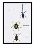 Beetles: Brentus Anchorago  Curculio Geoffroy