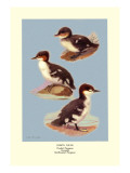 Three Downy Young Ducks