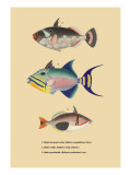 Baliste du Grand Ocean