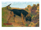 Bloodhound Champion