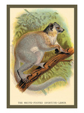 The White-Footed Sportive Lemur