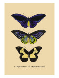 Papilio Urvillianus  Guer