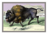 The American Bison