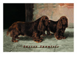 Two Champion Sussex Spaniels