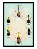 Beetles from Around the World