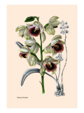 Orchid: Warrea Tricolor