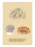 Eumenides Tisiphone