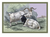 Cashmere Goats