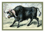 The African Buffalo