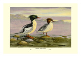 Chinese Merganser