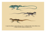 Agame des Moluques