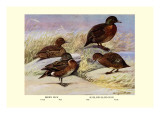 Brown and Auckland Ducks