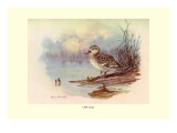 Cape Teal