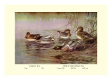 European and American Teal Duck