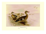 Madagascan Teal
