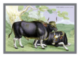 The Gayal