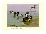 Scaup Duck