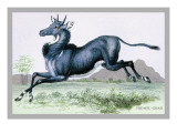 The Nyl-Ghau