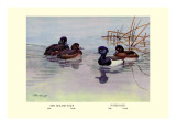 New Zealand Scaup and Tufted Ducks