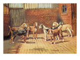 Welsh Hounds