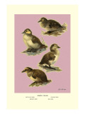 Four Downy Young Ducks
