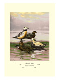 Stellars and Spectacled Eiders