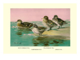 Four Types of Teal Ducks