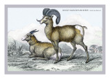 Rocky Mountain Sheep
