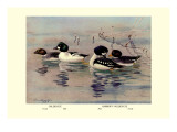 Golden-Eye and Barrow's Golden-Eye Ducks