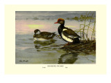 Red-Crested Pochard