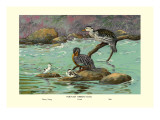 Peruvian Torrent Duck