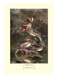 Mandarin and Carolina Ducks