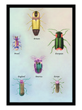 Beetles of America  Britain  Brazil  England and Europe