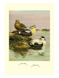Eider and King Eider Ducks