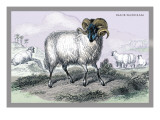 Black Faced Ram