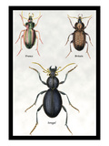 Beetles of Senegal  Britain and France