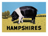 Hampshires