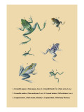Grenouille Papoue