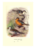 Colombian Torrent Ducks